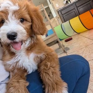 faq Goldendoodle puppies