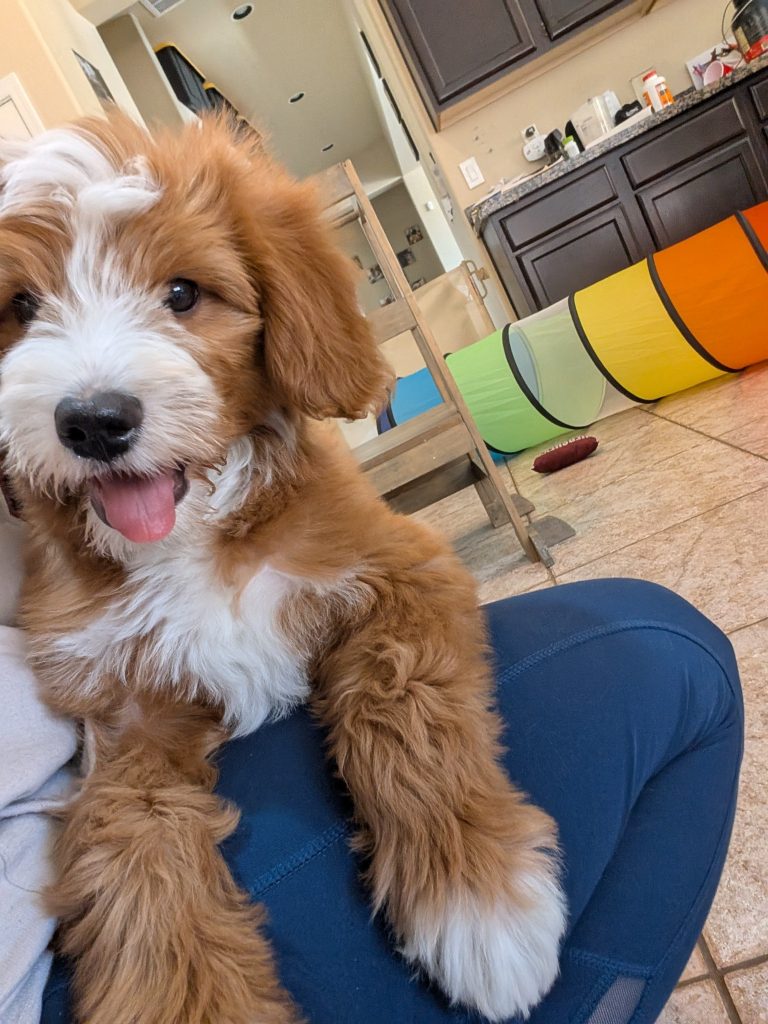 Find Your Furry Friend