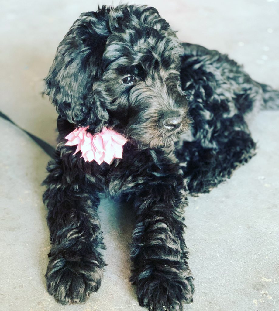goldendoodle breeder arizona