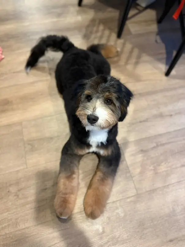 Bernedoodle