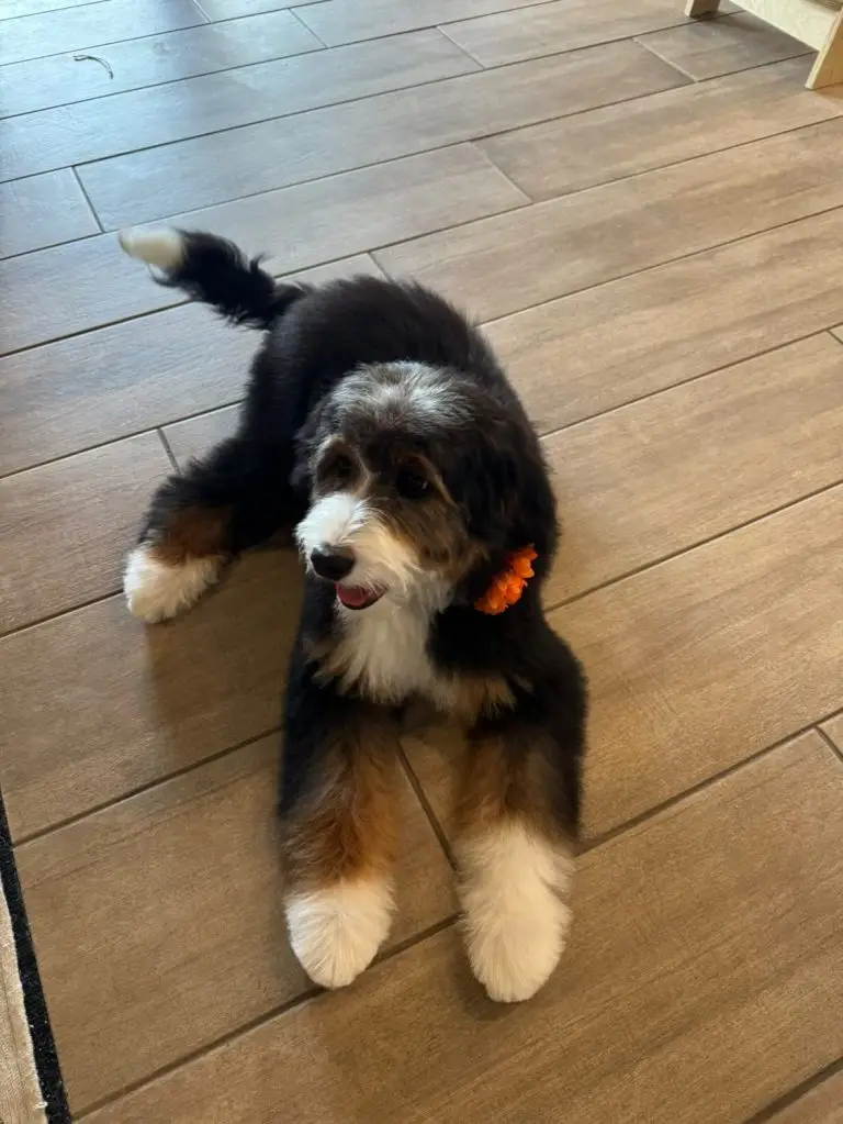Bernedoodle