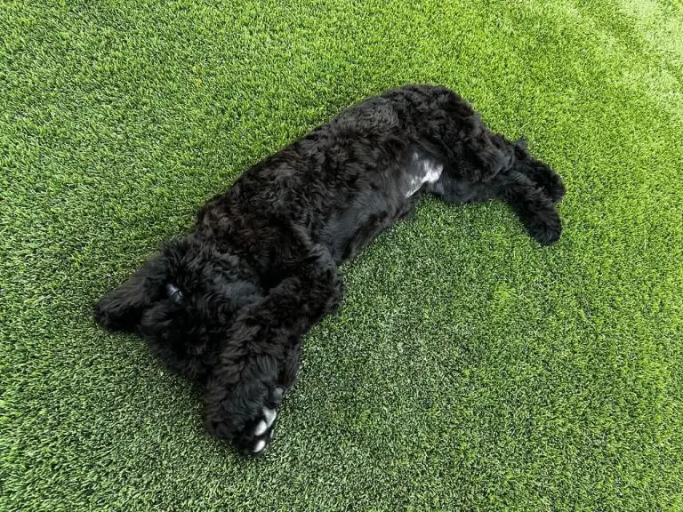 Teddy