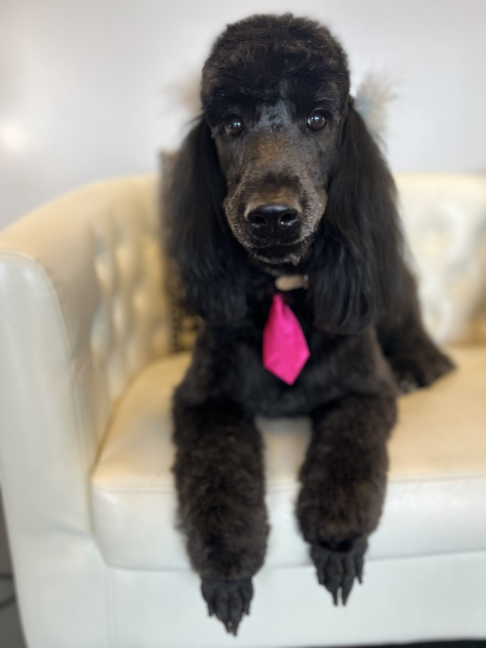 Coco Goldendoodle mother health tested CocoLove Doodles