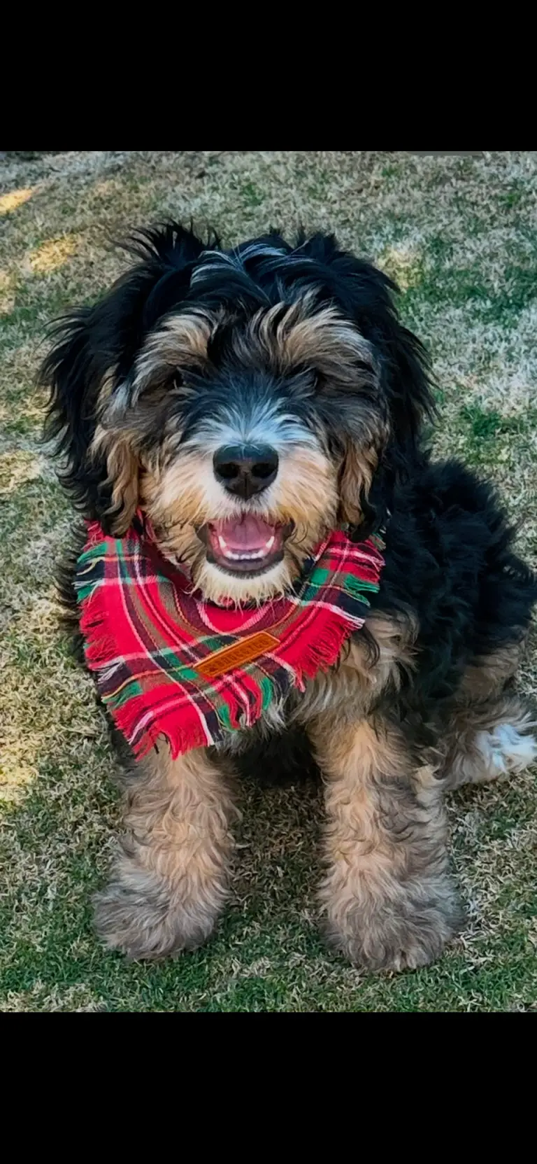 Bernedoodle