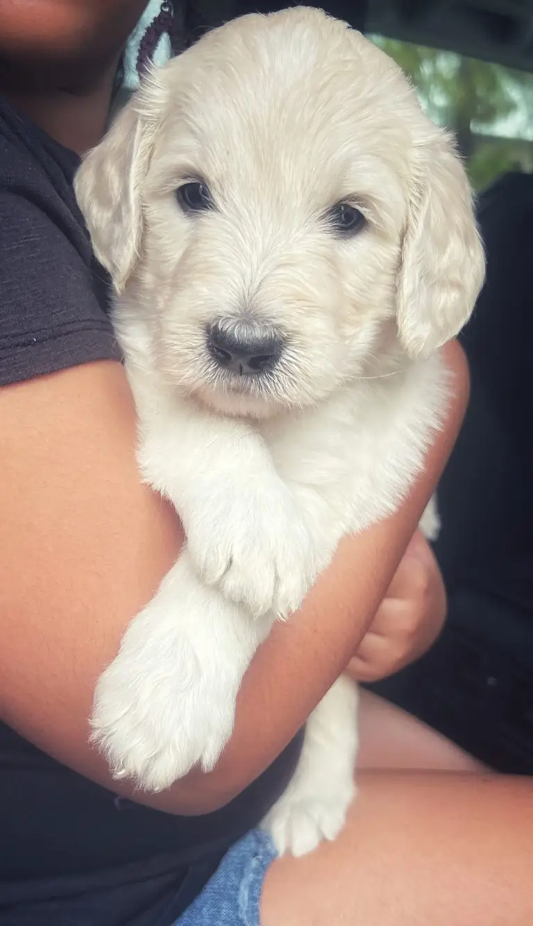 Luna