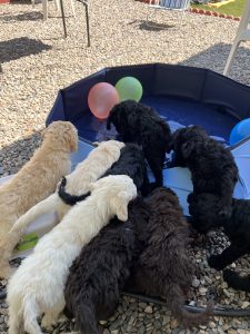 Boutique Goldendoodle, Golden doodle puppies, Chocolate Goldendoodle, CocoLove