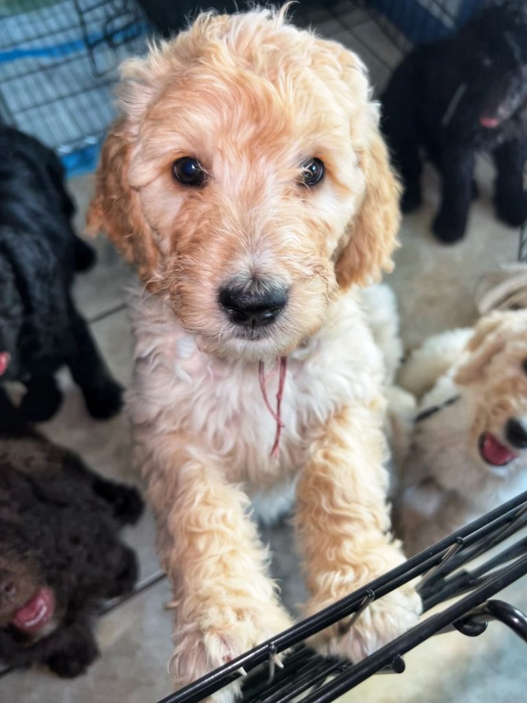trained doodle puppies glendale