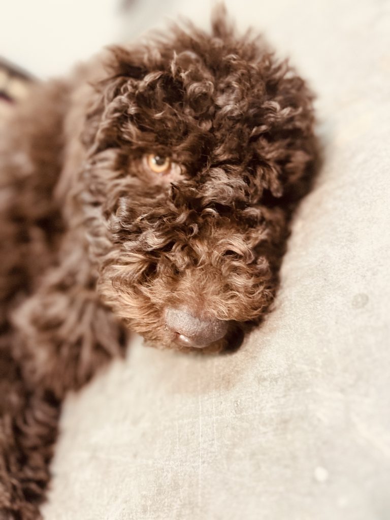 doodle puppies for sale glendale az