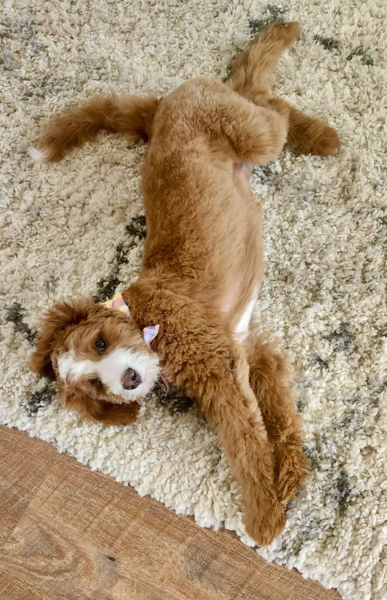 Bernedoodle