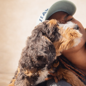 becoming a Boutique Goldendoodle breeder