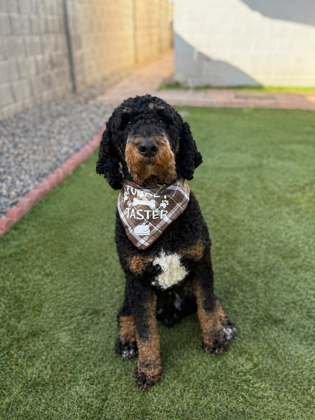 Joey Goldendoodle father health tested CocoLove Doodles