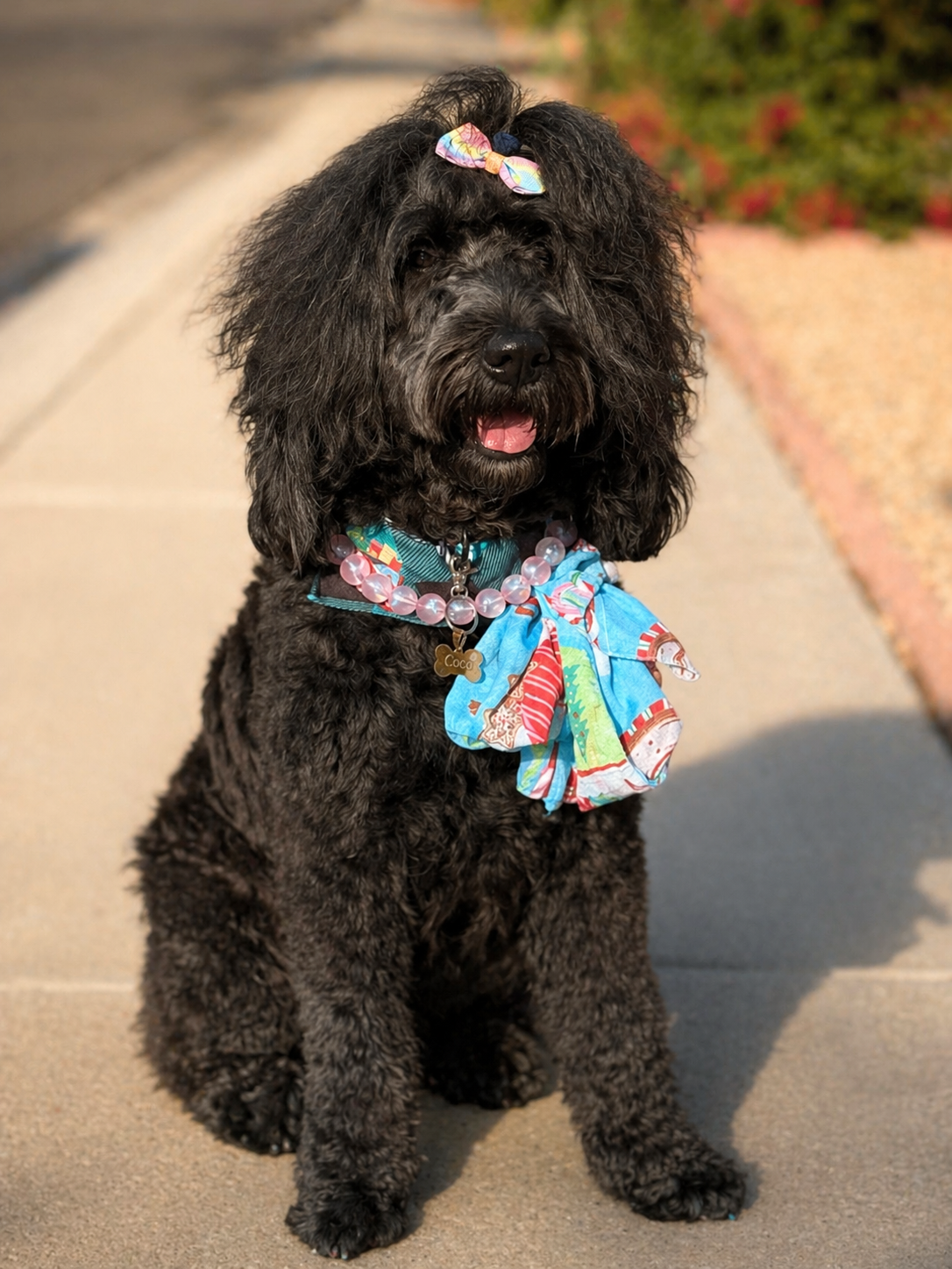 CocoLove Doodles Goldendoodle puppy enrichment and early training