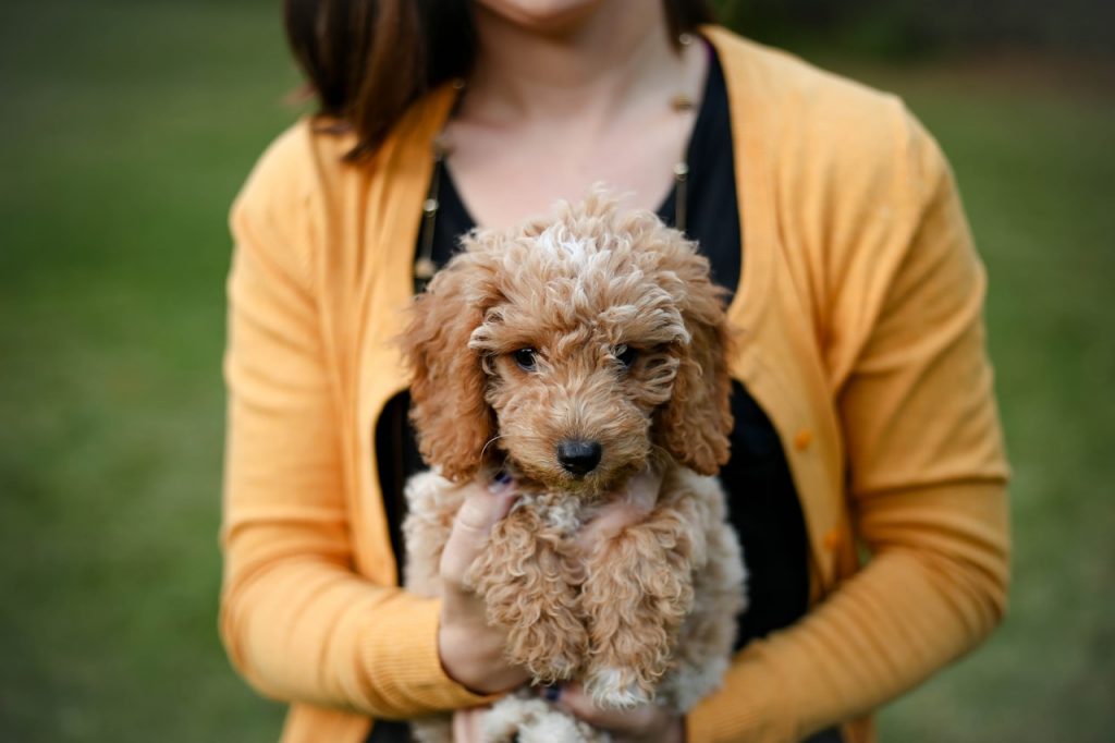 puppy potty training, Goldendoodle potty training, free puppy potty training guide