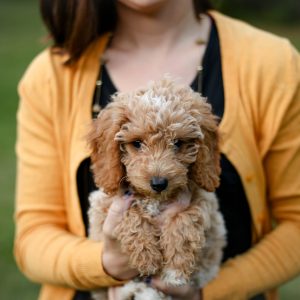 puppy potty training, Goldendoodle potty training, free puppy potty training guide
