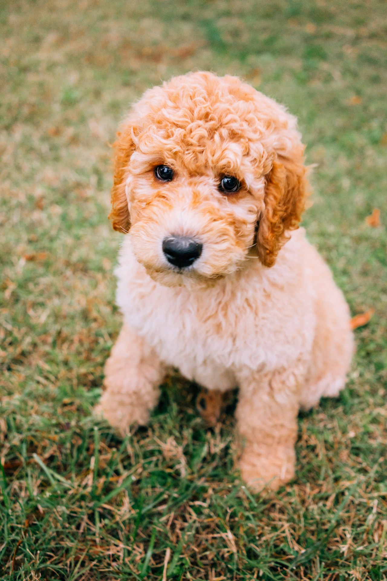 Boutique Goldendoodle Breeder