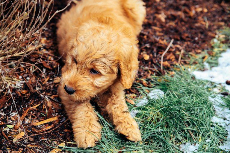 Essential Items for Your New Puppy Checklist: 15 Must-Have Essentials​