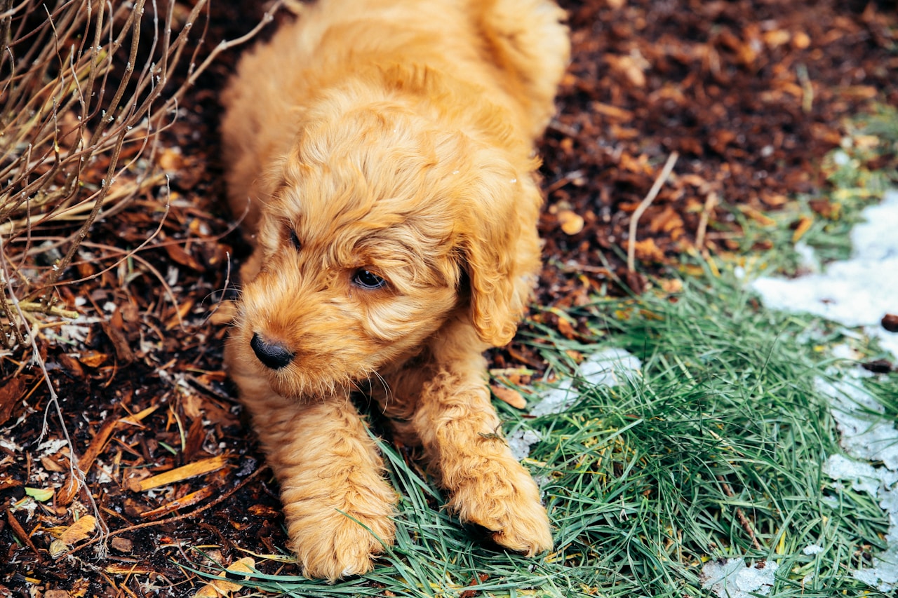 do Goldendoodles shed CocoLove Doodles puppy
