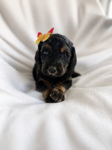 Goldendoodle breeder Glendale AZ CocoLove Doodles puppy