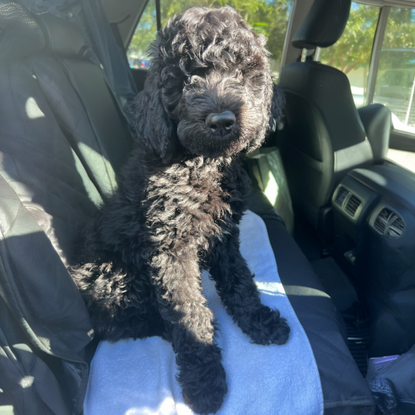 Goldendoodle puppy