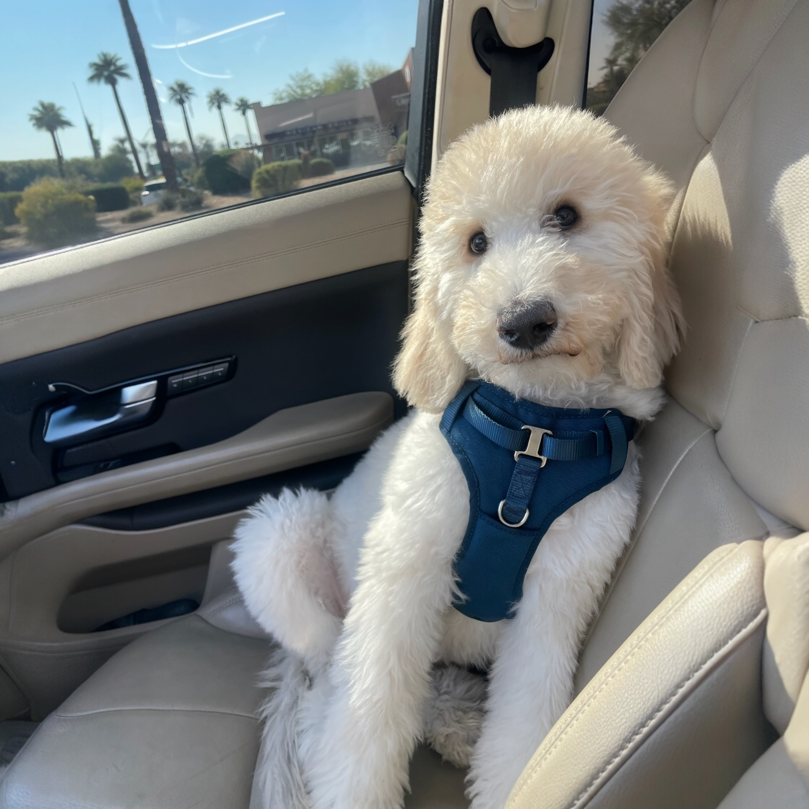Goldendoodle temperament genetics and puppy development