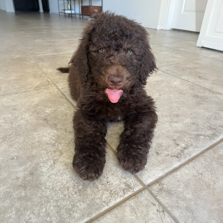 Goldendoodle puppy