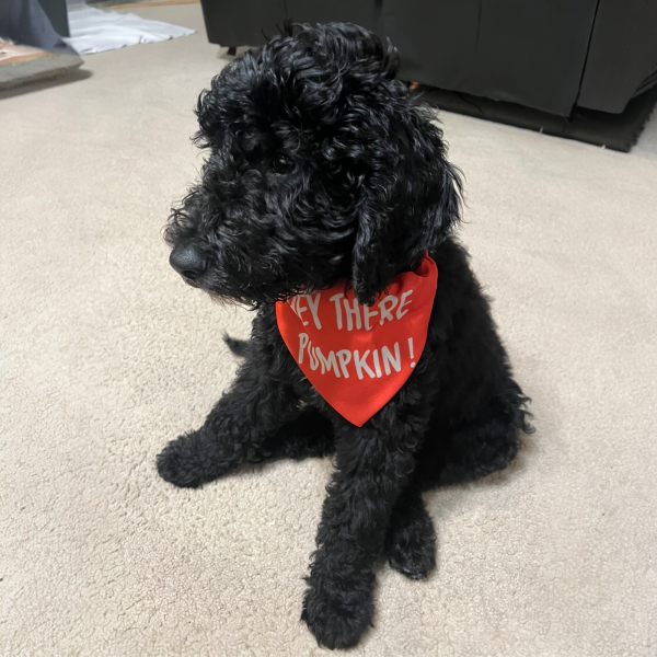 Goldendoodle puppy