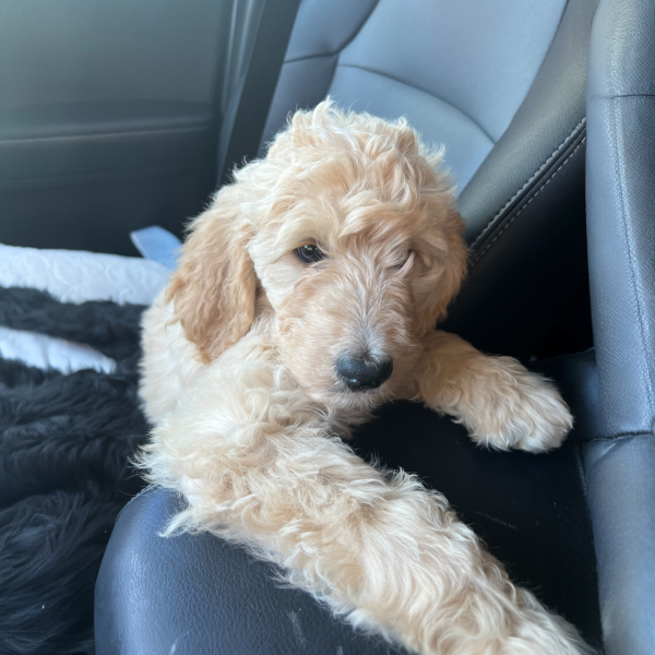 Apricot Goldendoodle puppy