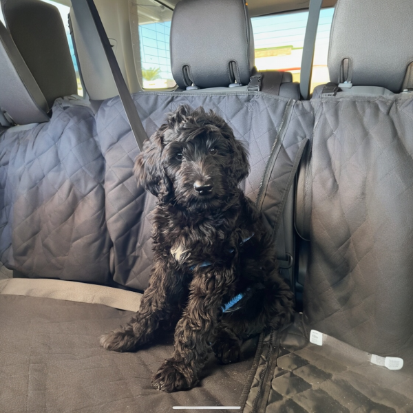 Black Goldendoodle