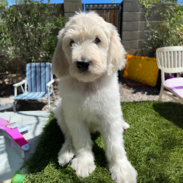 Goldendoodle puppy