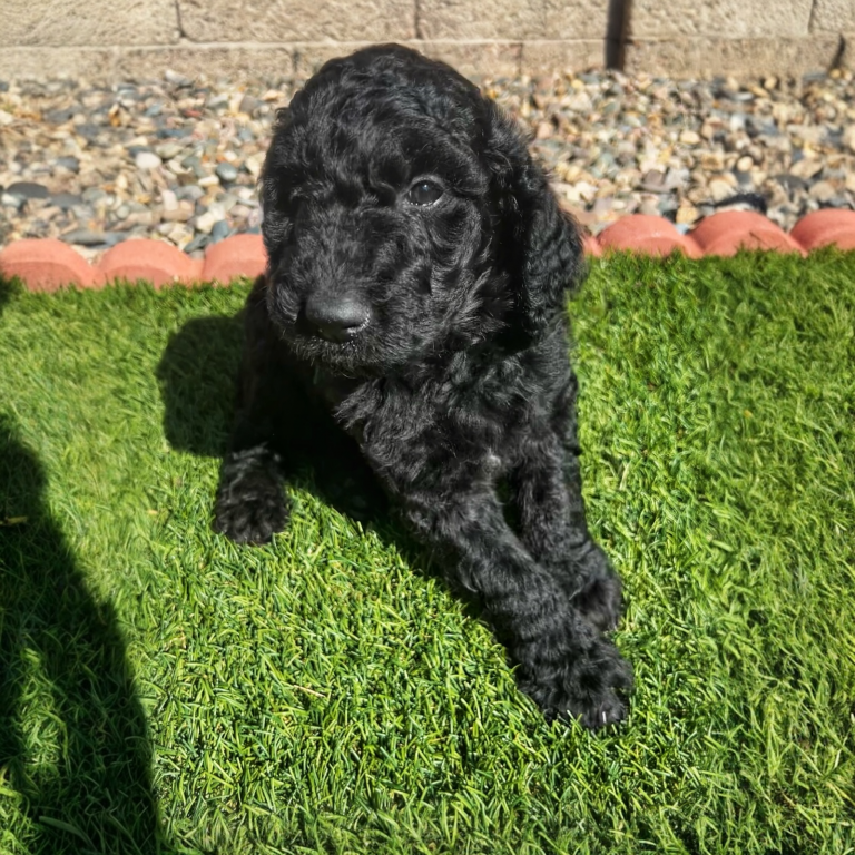 Goldendoodle puppy