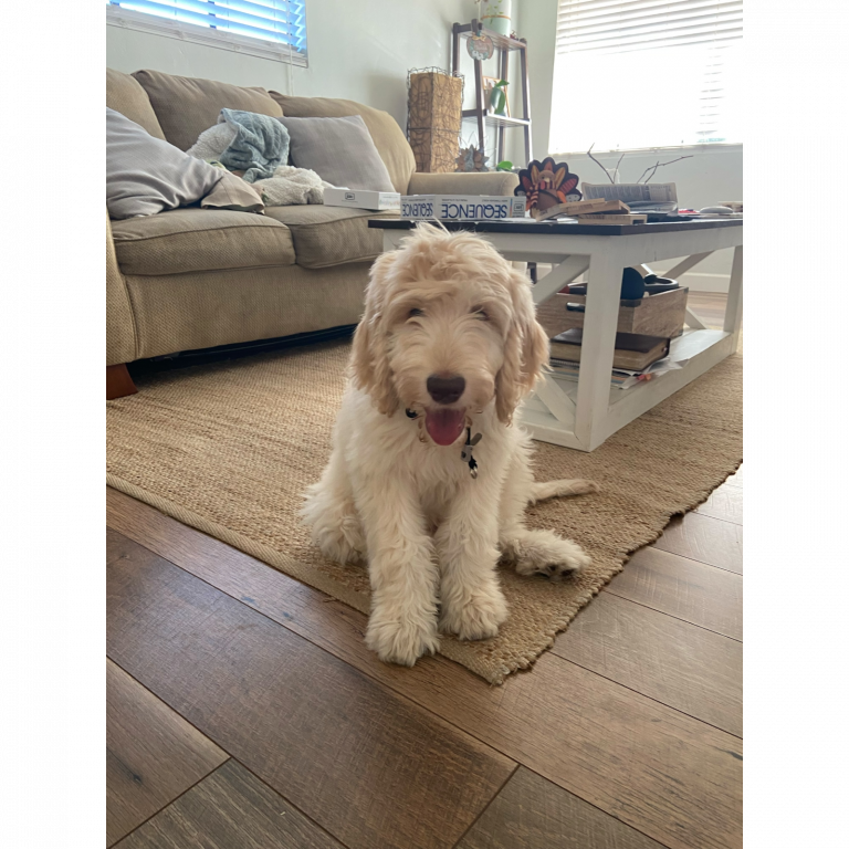 Goldendoodle puppy