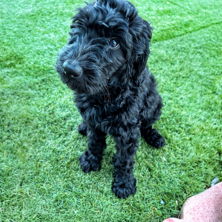 Goldendoodle puppy