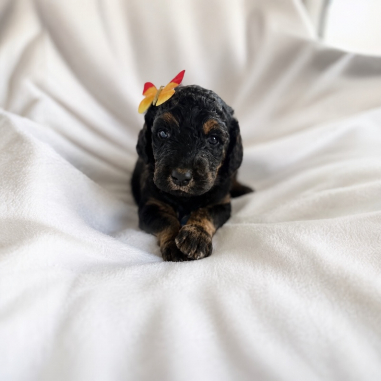 goldendoodle puppies, available puppies