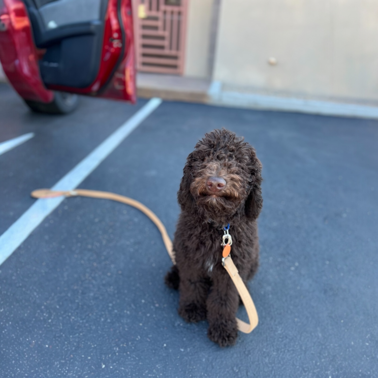 Goldendoodle puppy
