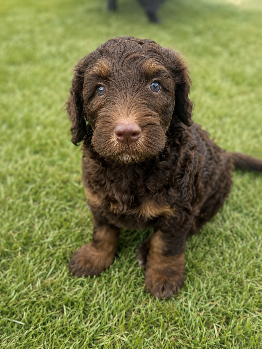 14-Day Puppy Potty Training Reset