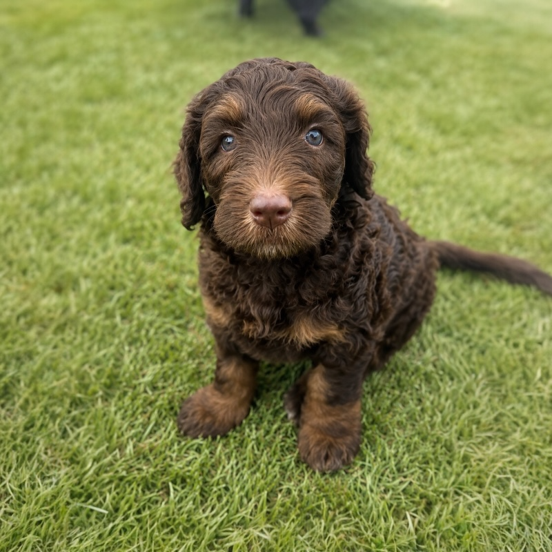 do Goldendoodles shed CocoLove Doodles puppy