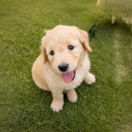 Photoroom_20260607_230405