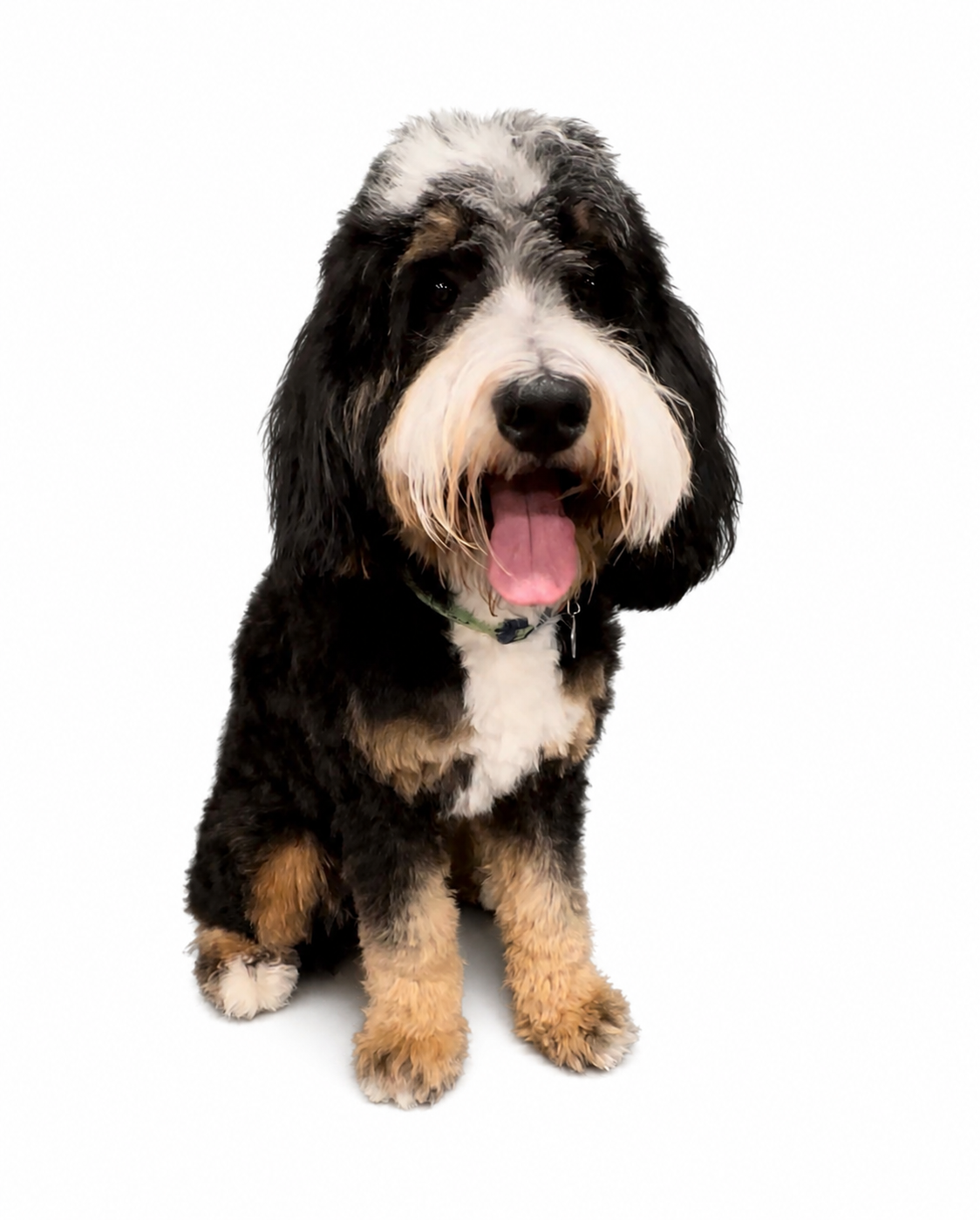 Bogey, sire of the CocoCare Bernedoodle litter