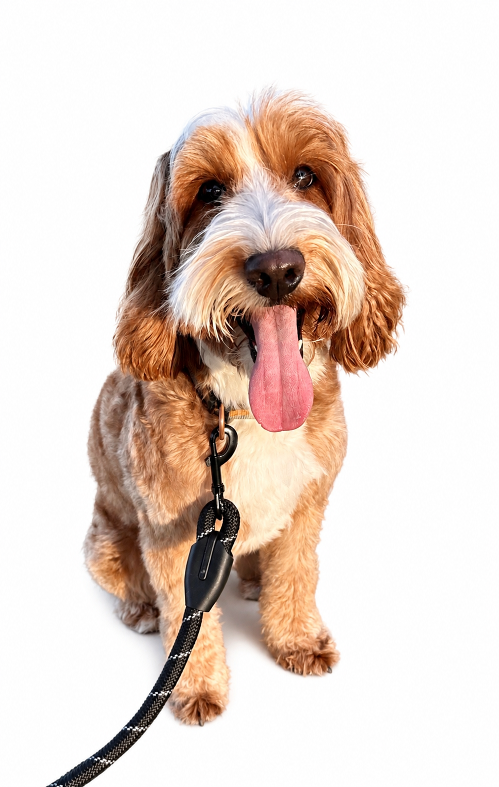 Bo Katan, dam of the CocoCare Bernedoodle litter