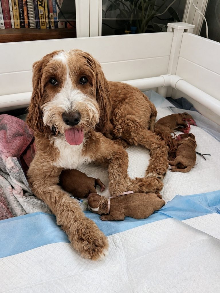 Bernedoodle